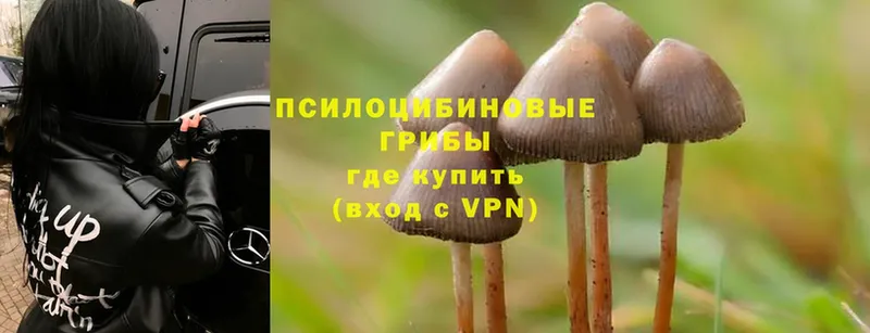 закладки  Канаш  Псилоцибиновые грибы MAGIC MUSHROOMS 